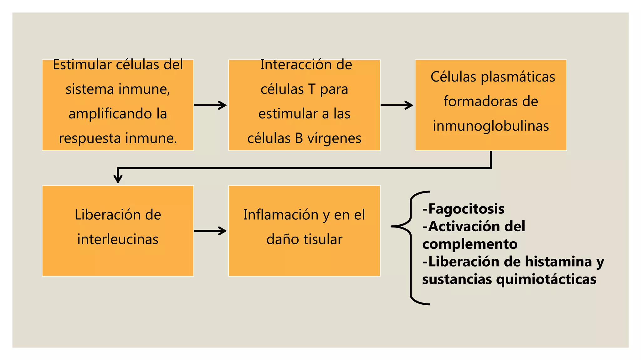 Estimular células del
sistema inmune,
amplificando la
respuesta inmune.
Interacción de
células T para
estimular a las
células B vírgenes
Células plasmáticas
formadoras de
inmunoglobulinas
Liberación de
interleucinas
Inflamación y en el
daño tisular
-Fagocitosis
-Activación del
complemento
-Liberación de histamina y
sustancias quimiotácticas
 