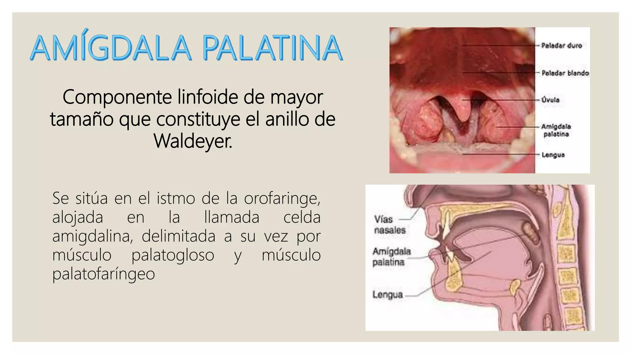 Componente linfoide de mayor
tamaño que constituye el anillo de
Waldeyer.
Se sitúa en el istmo de la orofaringe,
alojada en la llamada celda
amigdalina, delimitada a su vez por
músculo palatogloso y músculo
palatofaríngeo
 