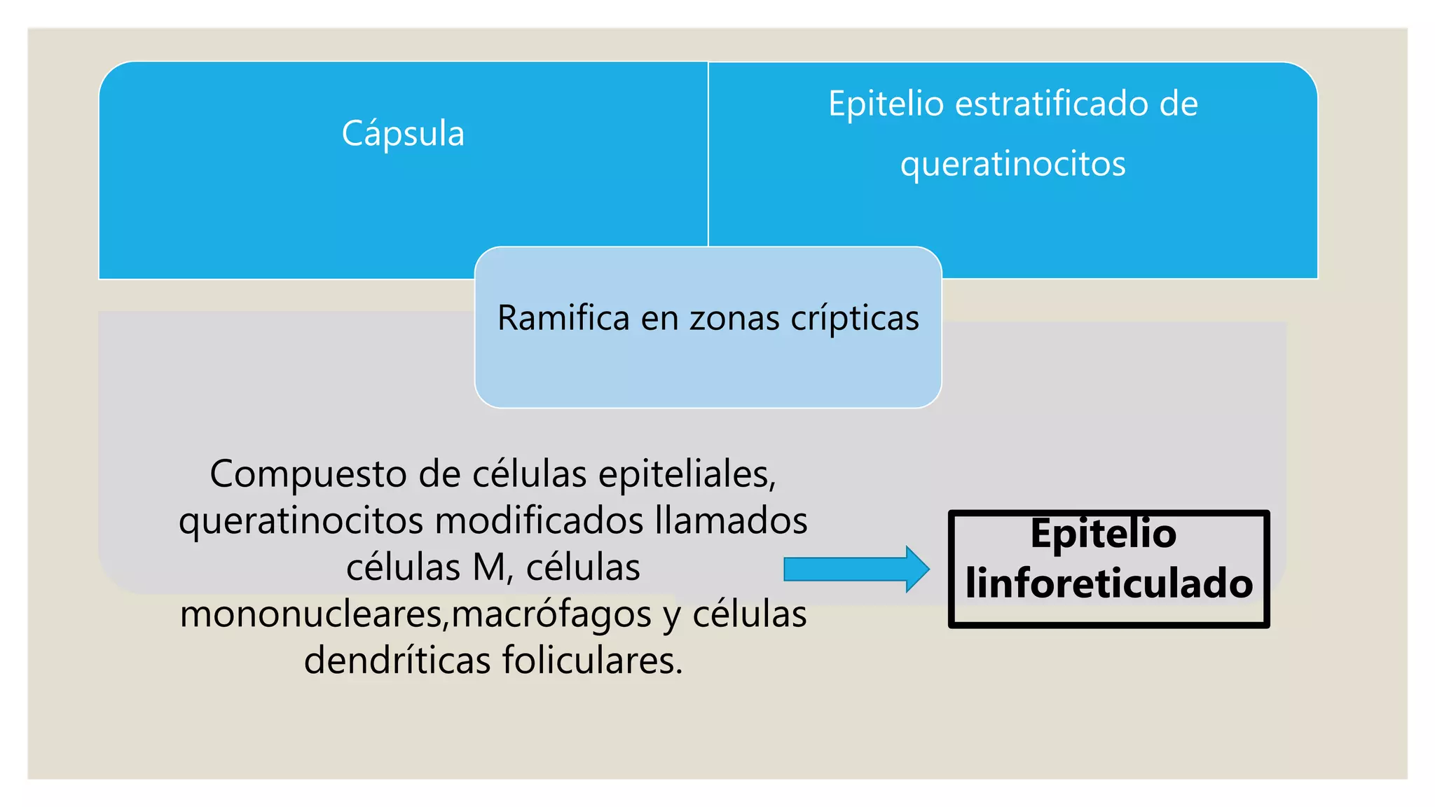 Cápsula
Epitelio estratificado de
queratinocitos
Ramifica en zonas crípticas
Compuesto de células epiteliales,
queratinocitos modificados llamados
células M, células
mononucleares,macrófagos y células
dendríticas foliculares.
Epitelio
linforeticulado
 