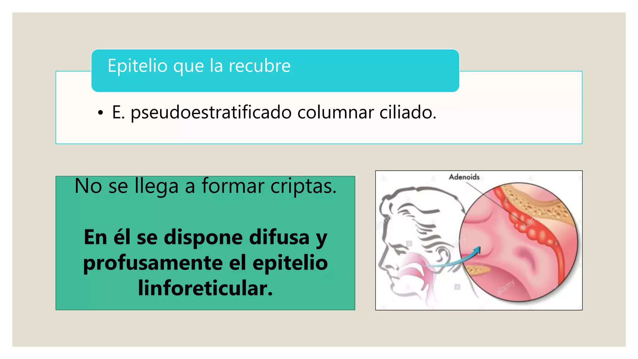 • E. pseudoestratificado columnar ciliado.
Epitelio que la recubre
No se llega a formar criptas.
En él se dispone difusa y
profusamente el epitelio
linforeticular.
 