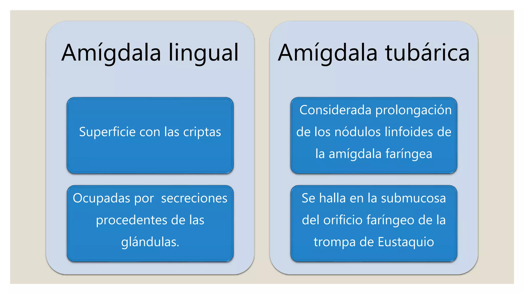 Amígdala lingual
Superficie con las criptas
Ocupadas por secreciones
procedentes de las
glándulas.
Amígdala tubárica
Considerada prolongación
de los nódulos linfoides de
la amígdala faríngea
Se halla en la submucosa
del orificio faríngeo de la
trompa de Eustaquio
 