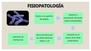 Fijación a la superficie
del epitelio
Captación y
presentación del Ag las
células linfoepiteliales
Proteólisis en el
interior de la célula
presentadora
Reconocimiento por
las células efectoras:
células T y B.
Liberación de
interleucinas
 