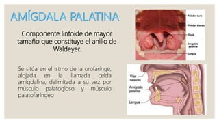 Componente linfoide de mayor
tamaño que constituye el anillo de
Waldeyer.
Se sitúa en el istmo de la orofaringe,
alojada en la llamada celda
amigdalina, delimitada a su vez por
músculo palatogloso y músculo
palatofaríngeo
 