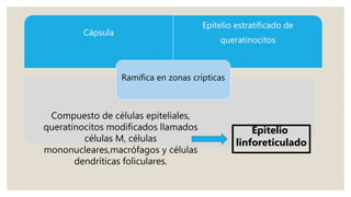 Cápsula
Epitelio estratificado de
queratinocitos
Ramifica en zonas crípticas
Compuesto de células epiteliales,
queratinocitos modificados llamados
células M, células
mononucleares,macrófagos y células
dendríticas foliculares.
Epitelio
linforeticulado
 