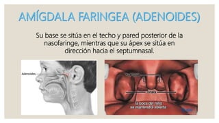 Su base se sitúa en el techo y pared posterior de la
nasofaringe, mientras que su ápex se sitúa en
dirección hacia el septumnasal.
 