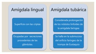 Amígdala lingual
Superficie con las criptas
Ocupadas por secreciones
procedentes de las
glándulas.
Amígdala tubárica
Considerada prolongación
de los nódulos linfoides de
la amígdala faríngea
Se halla en la submucosa
del orificio faríngeo de la
trompa de Eustaquio
 