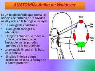 ANATOMÍA: Anillo de Waldeyer
Es un tejido linfoide que rodea los
orificios de entrada de la cavidad
nasal y oral en la faringe e incluye:
• Las amígdalas palatinas
• La amígdala faríngea o
adenoides
• El tejido linfoide que rodea al
orificio de la trompa de
Eustaquio en las paredes
laterales de la nasofaringe
• La amígdala lingual en la base
de la lengua
• El tejido linfoide difuso
localizado en toda la faringe en
la pared posterior
 
