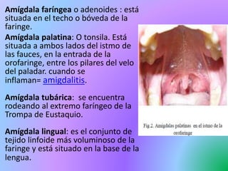 Amígdala faríngea o adenoides : está
situada en el techo o bóveda de la
faringe.
Amígdala palatina: O tonsila. Está
situada a ambos lados del istmo de
las fauces, en la entrada de la
orofaringe, entre los pilares del velo
del paladar. cuando se
inflaman= amigdalitis.
Amígdala tubárica: se encuentra
rodeando al extremo faríngeo de la
Trompa de Eustaquio.
Amígdala lingual: es el conjunto de
tejido linfoide más voluminoso de la
faringe y está situado en la base de la
lengua.
 