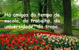 Há amigos do tempo de
escola, do trabalho, da
universidade, da tropa.



                    Tulipas na Holanda
 