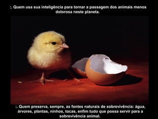 :. Quem usa sua inteligência para tornar a passagem dos animais menos
dolorosa neste planeta.
:. Quem preserva, sempre, as fontes naturais de sobrevivência: água,
árvores, plantas, ninhos, tocas, enfim tudo que possa servir para a
sobrevivência animal.
 
