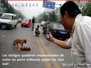 Los testigos quedaron impresionados de como un perro ordinario puede ser ¡tan leal! 