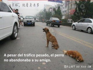 A pesar del tráfico pesado, el perro no abandonaba a su amigo. 