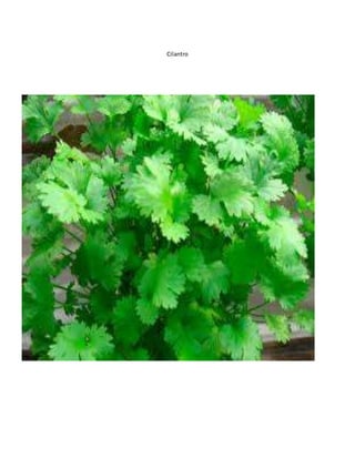 Cilantro
 