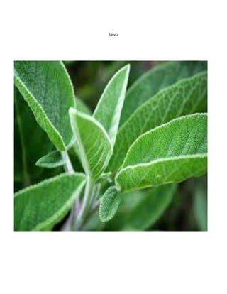 Salvia
 