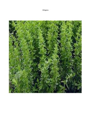 Orégano
 