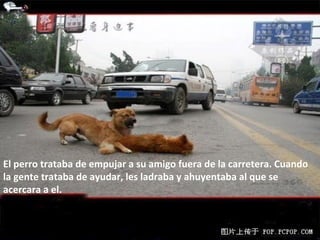 El perro trataba de empujar a su amigo fuera de la carretera. Cuando
la gente trataba de ayudar, les ladraba y ahuyentaba al que se
acercara a el.
 