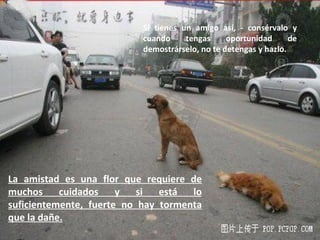 Si tienes un amigo así, ­ consérvalo y
                           cuando     tengas     oportunidad      de
                           demostrárselo, no te detengas y hazlo.




La amistad es una flor que requiere de
muchos     cuidados    y   si  está  lo
suficientemente, fuerte no hay tormenta
que la dañe.
 