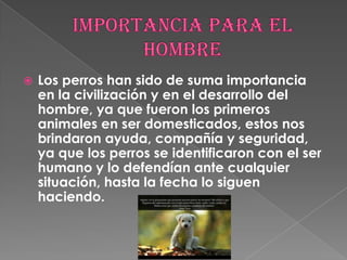  Los perros han sido de suma importancia
en la civilización y en el desarrollo del
hombre, ya que fueron los primeros
animales en ser domesticados, estos nos
brindaron ayuda, compañía y seguridad,
ya que los perros se identificaron con el ser
humano y lo defendían ante cualquier
situación, hasta la fecha lo siguen
haciendo.
 