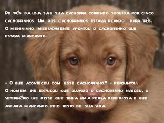 De trás da loja saiu sua cachorra correndo seguida por cinco cachorrinhos. Um dos cachorrinhos estava ficando  para trás.  O menininho imediatamente apontou o cachorrinho que estava mancando.  - O que aconteceu com esse cachorrinho? - perguntou.  O homem lhe explicou que quando o cachorrinho nasceu, o veterinário lhe disse que tinha uma perna defeituosa e que andaria mancando pelo resto de sua vida. 