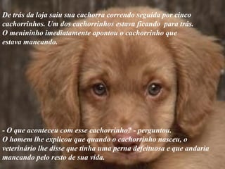 De trás da loja saiu sua cachorra correndo seguida por cinco cachorrinhos. Um dos cachorrinhos estava ficando  para trás.  O menininho imediatamente apontou o cachorrinho que estava mancando.  - O que aconteceu com esse cachorrinho? - perguntou.  O homem lhe explicou que quando o cachorrinho nasceu, o veterinário lhe disse que tinha uma perna defeituosa e que andaria mancando pelo resto de sua vida. 
