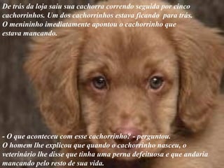De trás da loja saiu sua cachorra correndo seguida por cinco
cachorrinhos. Um dos cachorrinhos estava ficando para trás.
O menininho imediatamente apontou o cachorrinho que
estava mancando.
- O que aconteceu com esse cachorrinho? - perguntou.
O homem lhe explicou que quando o cachorrinho nasceu, o
veterinário lhe disse que tinha uma perna defeituosa e que andaria
mancando pelo resto de sua vida.
 