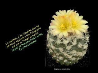 Copiapoa tenuissima La amistad, si se alimenta solo de gratitud, equivale a una fotografía que con el tiempo se borra. Isabel de Rumania (1843-1916) Escritora rumana  