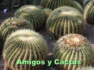 Amigos y Cactus
 