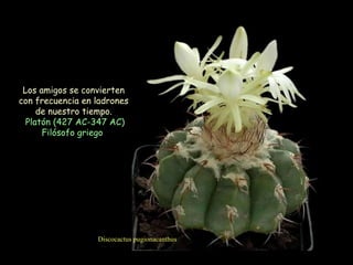 Discocactus pugionacanthus Los amigos se convierten con frecuencia en ladrones de nuestro tiempo. Platón (427 AC-347 AC) Filósofo griego  