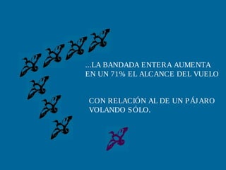 ...LA BANDADA ENTERA AUMENTA
EN UN 71% EL ALCANCE DEL VUELO
CON RELACIÓN AL DE UN P ÁJ ARO
VOLANDO S ÓLO.

 