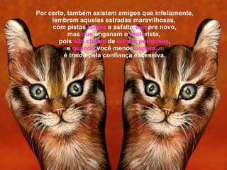 Por certo, também existem amigos que infelizmente, lembram aquelas estradas maravilhosas,  com pistas  largas   e asfalto  sem pre novo, mas  que  enganam o  moto rista,  pois  são cheias  de  curvas perigosas , e  quando  você menos  espera...   é traído pela confiança excessiva. 