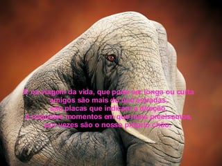 E na viagem da vida, que pode ser longa ou curta amigos são mais do que estradas, são placas que indicam a direção, e naqueles momentos em que mais precisamos, por vezes são o nosso próprio chão.  