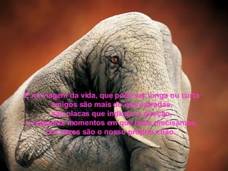 E na viagem da vida, que pode ser longa ou curta amigos são mais do que estradas, são placas que indicam a direção, e naqueles momentos em que mais precisamos, por vezes são o nosso próprio chão.  