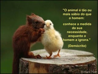 "O animal é tão ou
mais sábio do que
    o homem:
conhece a medida
     da sua
  necessidade,
   enquanto o
homem a ignora."
   (Demócrito)
 