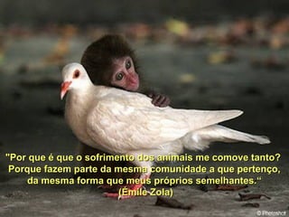 "Por que é que o sofrimento dos animais me comove tanto?"Por que é que o sofrimento dos animais me comove tanto?
Porque fazem parte da mesma comunidade a que pertenço,Porque fazem parte da mesma comunidade a que pertenço,
da mesma forma que meus próprios semelhantes.“da mesma forma que meus próprios semelhantes.“
(Émile Zola)(Émile Zola)
 