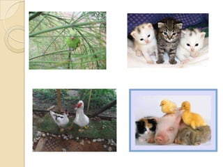 Amigos animais slides