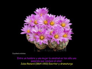 Escobaria minima Entre un hombre y una mujer la amistad es tan sólo una pasarela que conduce al amor. Jules Renard (1864-1910) Escritor y dramaturgo  