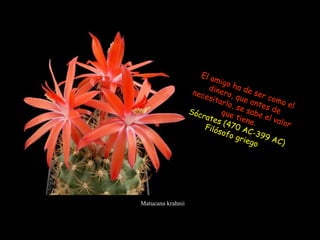 Matucana krahnii El amigo ha de ser como el dinero, que antes de necesitarlo, se sabe el valor que tiene. Sócrates (470 AC-399 AC)  Filósofo griego  