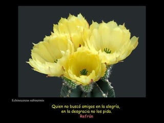 Echinocereus subinermis Quien no buscó amigos en la alegría,  en la desgracia no los pida. Refrán  