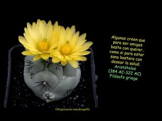 Ortegocactus macdougallii Algunos creen que para ser amigos basta con querer, como si para estar sano bastara con desear la salud. Aristóteles  (384 AC-322 AC) Filósofo griego   