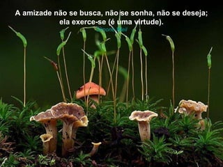 A amizade não se busca, não se sonha, não se deseja; ela exerce-se (é uma virtude). Simone  Weil 