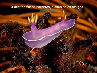 O destino faz os parentes, a escolha os amigos. Jacques Delille  