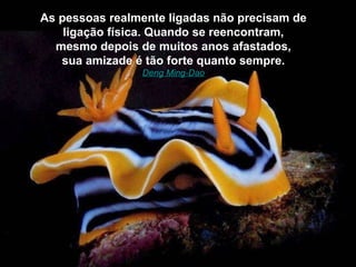 As pessoas realmente ligadas não precisam de ligação física. Quando se reencontram, mesmo depois de muitos anos afastados, sua amizade é tão forte quanto sempre. Deng Ming-Dao 