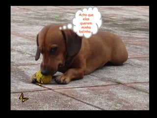 Acho que
elas
querem
minha
bolinha...
 