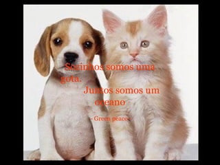 Sozinhos somos uma
gota.
Juntos somos um
oceano
- Green peace -
 