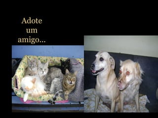 Adote
um
amigo...
 