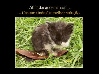 Abandonados na rua ...
- Castrar ainda é a melhor solução
 