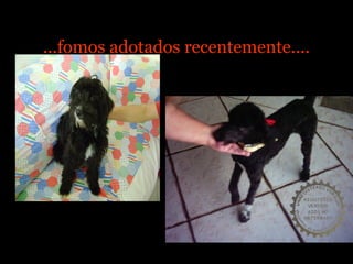 ...fomos adotados recentemente....
 