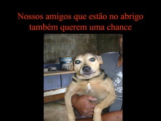 Nossos amigos que estão no abrigo
também querem uma chance
 