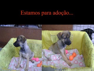 Estamos para adoção...
 