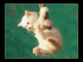 Alguns
animais
Que entram
no abrigo ,
acabam
falecendo...
Alguns
animais
Que entram
no abrigo ,
acabam
falecendo...
 